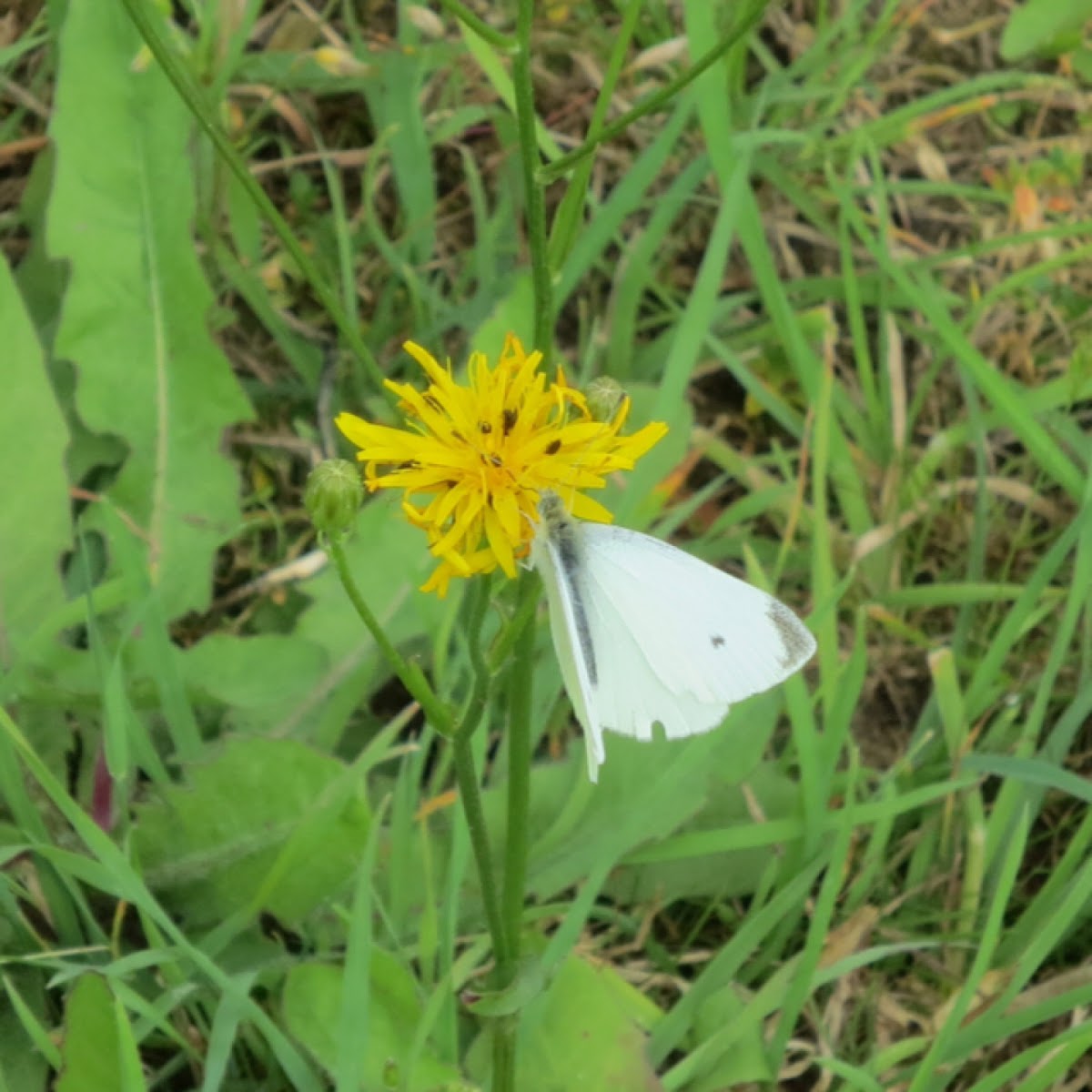 Large white