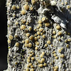 Rim Lichen