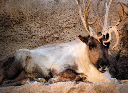 A reindeer shows off its stately antlers at the San Diego Zoo.