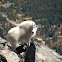 Rocky Mountain Goat