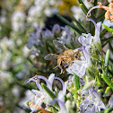 Western Honey Bee