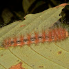 Caterpillar