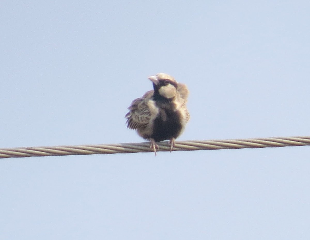 Ashy-crowned Sparrow-lark (male)