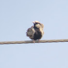 Ashy-crowned Sparrow-lark (male)