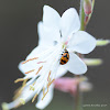 Transverse Ladybird