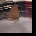 Red-Banded Hairstreak