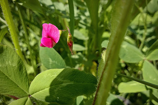 Lathyrus nissolia