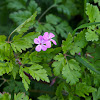 Herb Robert