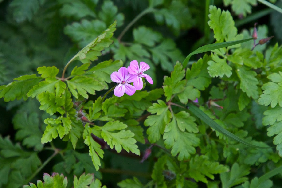 Herb Robert