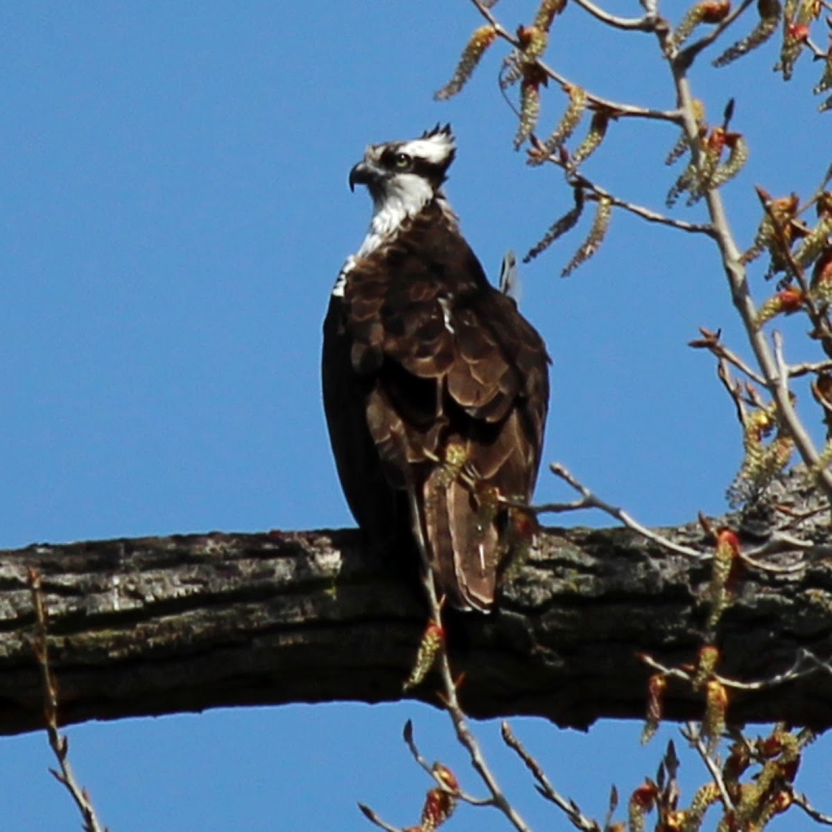 Osprey