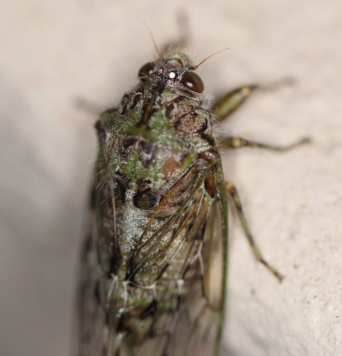 Cape Emerald Cicada