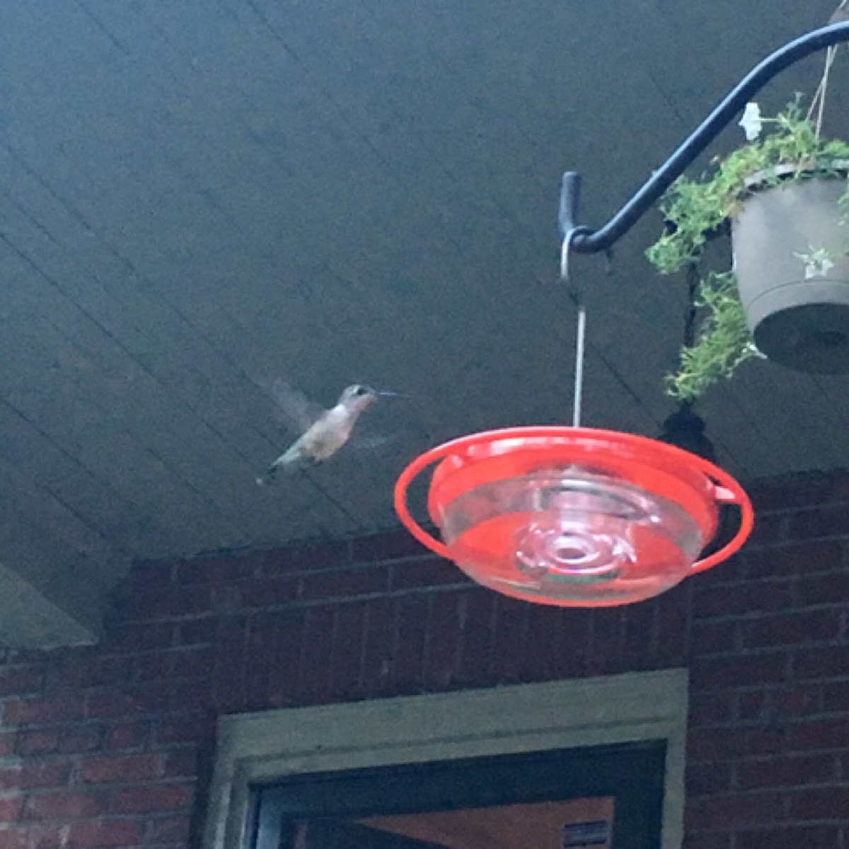 Ruby-throated Hummingbird