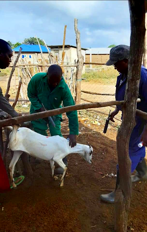 County veterinary officers vaccinate livestock in Lamu.