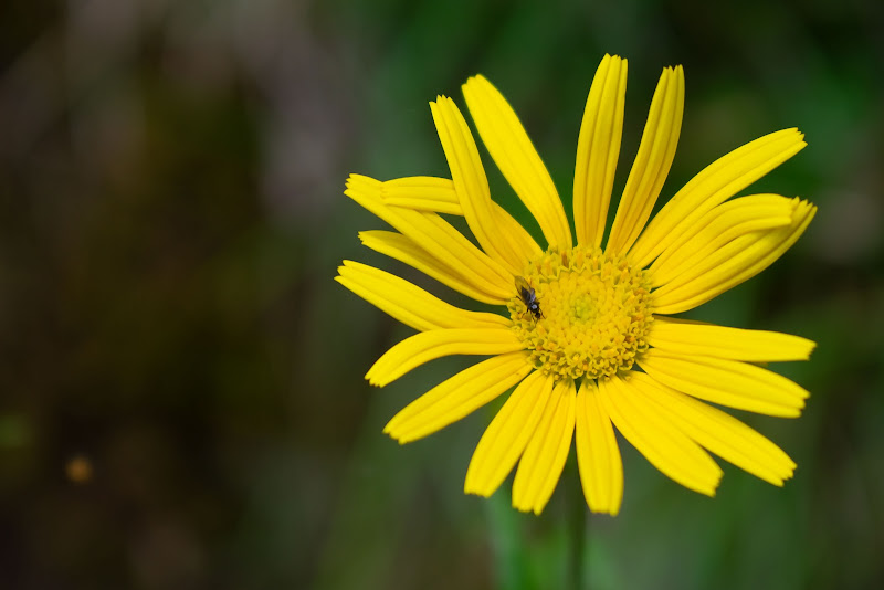 Ospite dei fiori di alessio_terzo