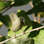 Ruby-crowned Kinglet