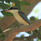 Sacred Kingfisher