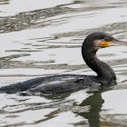 Cormorant