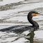 Cormorant