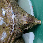 Chinese Softshell Turtle