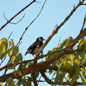 European goldfinch