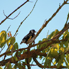 European goldfinch