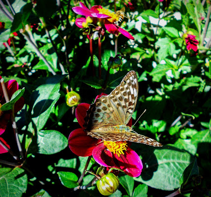 Vita e Colori di primavera.. di loveombra