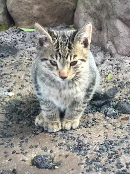リクエストおねがいします