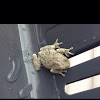 Tree frog