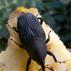 South American Palm Weevil