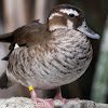 Ringed Teal