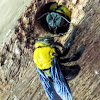 Black and yellow carpenter bee