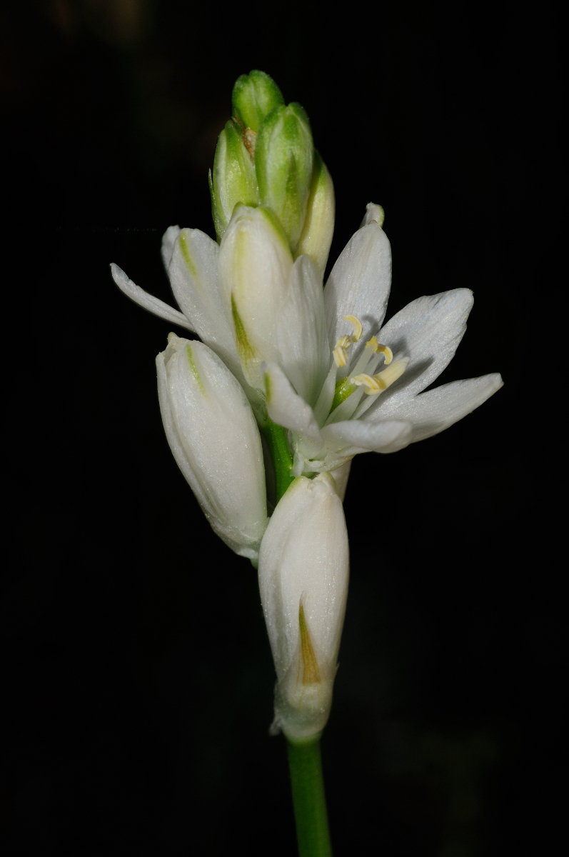 Star-of-Bethlehem; Doncellas