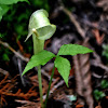 Jack-in-the-Pulpit