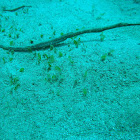 Bentstick Pipefish