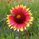 Indian Blanket