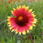 Indian Blanket