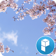 Cherry Blossom and You Theme 1.0 Icon