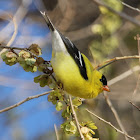 American Goldfinch