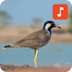 Download Red-wattled lapwing Bird Sounds For PC Windows and Mac 1.0.1