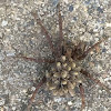 Wolf Spider (with babies)