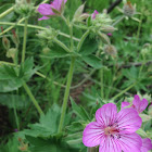 Sticky Geranium