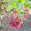 Red Valerian