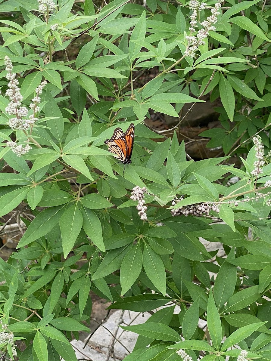 Monarch Butterfly