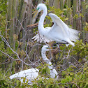 Great White Egret - female and male