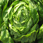 Cover Image of Download Lettuce 1.0 APK