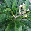 Plumeria