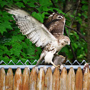 Red-Tailed Hawk