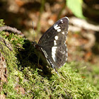 White (Eurasian) admiral