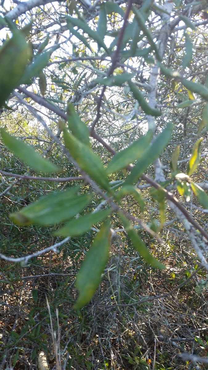 Sand Live Oak