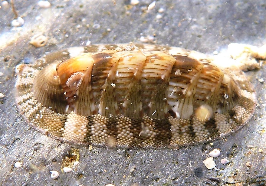 Chiton